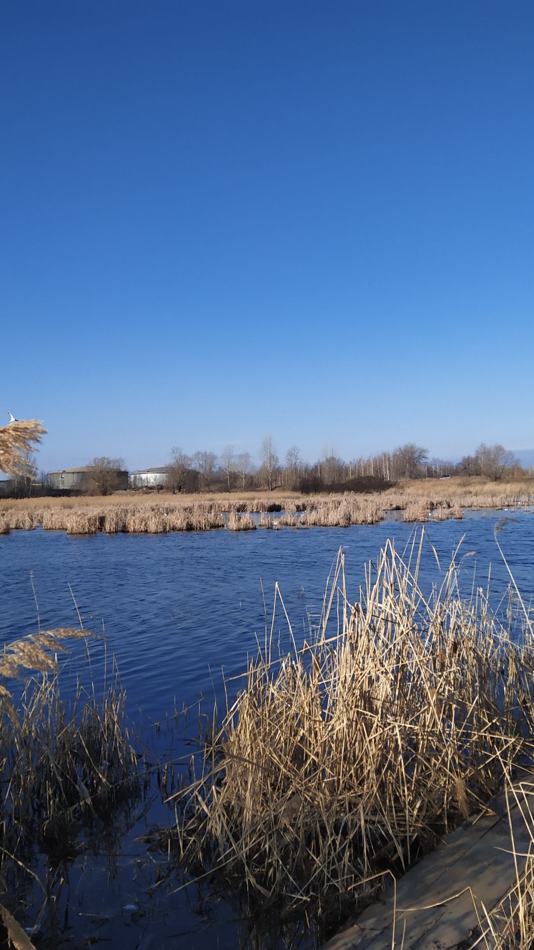 Поймали бедолагу.