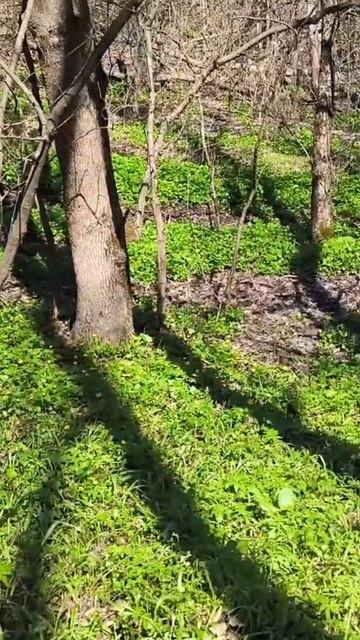 Грибная сказка =)