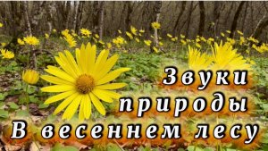 Утренний релакс, пение птиц в весеннем лесу