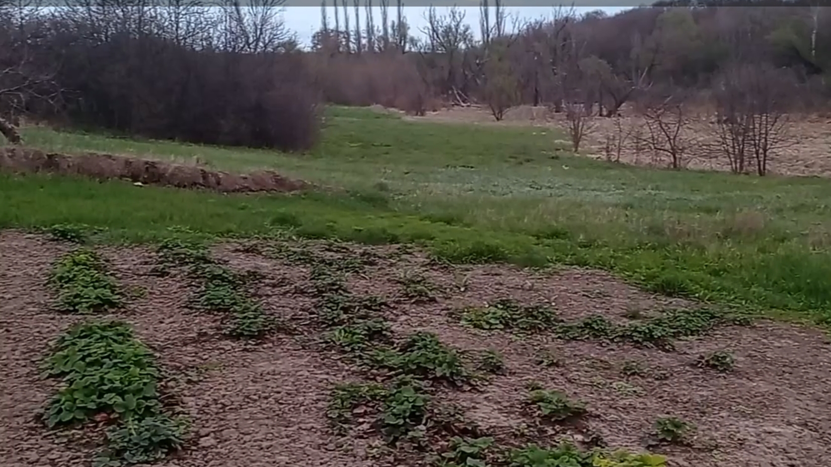 Вечерняя прогулка🐰☘️🍃