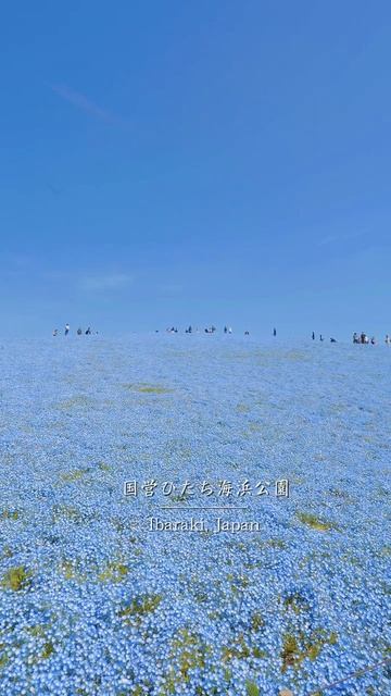 Японии стартовал сезон цветения голубой немофилы