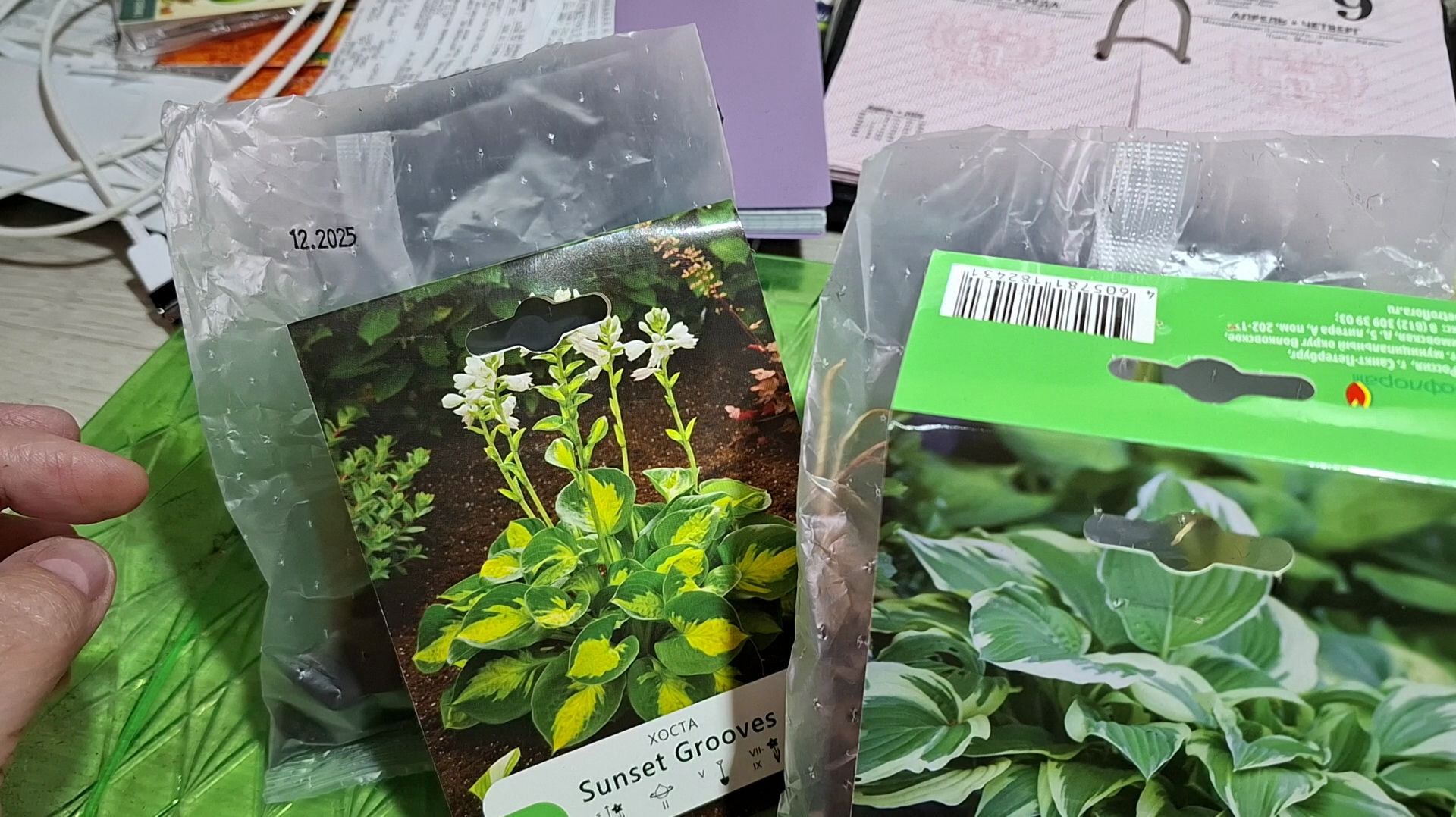 Живем просто/Купила хосты в Фикс-прайсе/Посадила