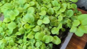 Рассада табака. 23.04.2026г.