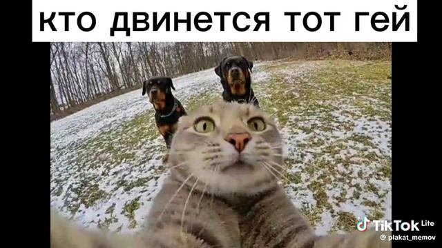 подпишись на канал в мах и разклатье