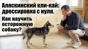 Аляскинский кли-кай: дрессировка с нуля. Как научить осторожную собаку?
