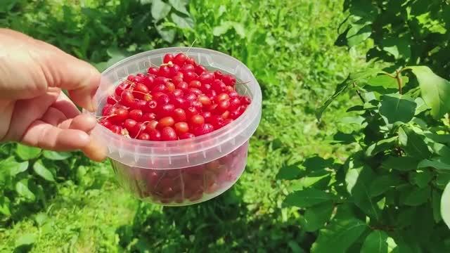 Сад и огород, стройка, начало июля 2024 года.