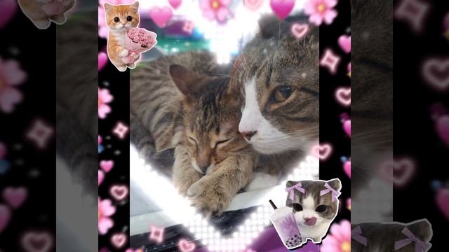 😻КТОИКИ😻