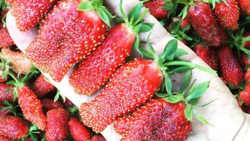 #купчиха ПОСАДИЛА КУПЧИХУ НА ЦЕЛИНЕ! #наизнанку #сад #клубника #грядки #своимируками #разведениеклу