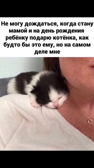 Лучшее чувство в мире) Приколы с котами