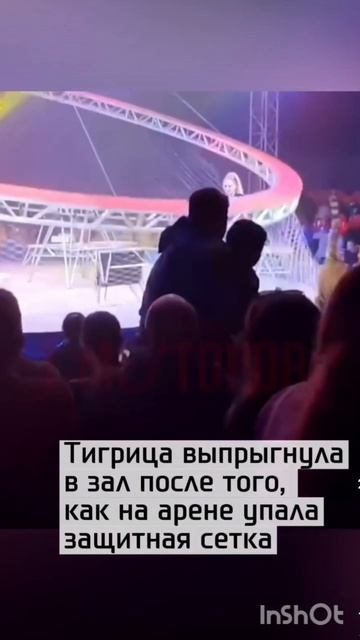 сбежал тирг