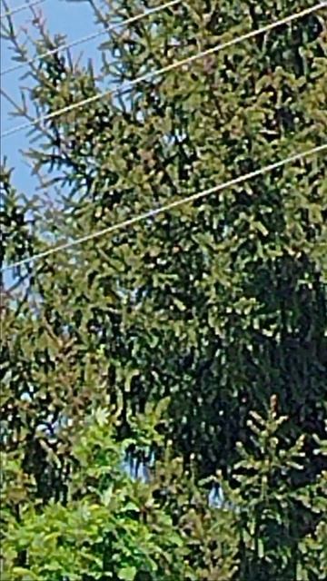 Найдите певца