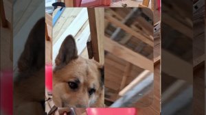 1000056856.mp4 (Собака наблюдает за устройством лестницы на 2-ой этаж в доме А-фрейм)