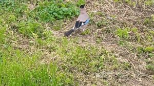 Красивая сойка. В последние годы их стало  много встречаться в городе.