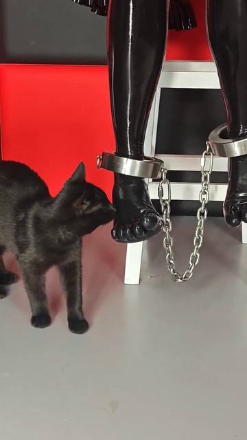 Латексные ножки, стальные кандалы и черная кошка.)