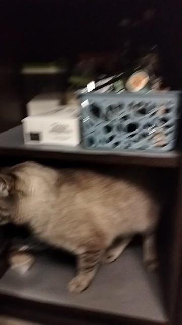 кот в шкафу