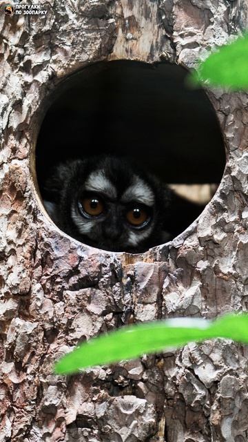 Ночной обезьян Инок съел огурец. Ленинградский зоопарк