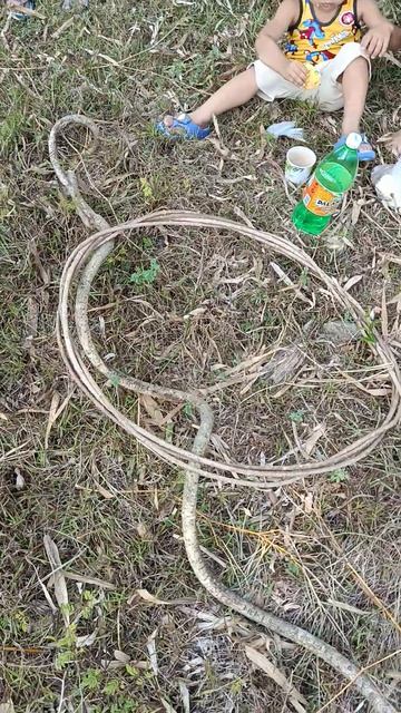 Корова с нами тусуется:) #жизньнафилиппинах #семьявместе #филиппины