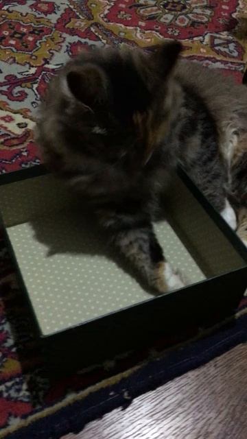 Кошечка Муся