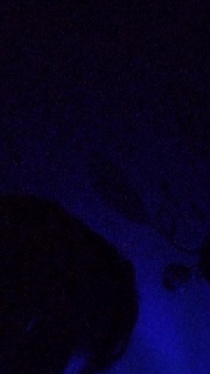 играю в standoff 2