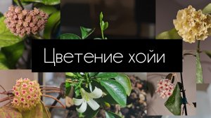 цветение хойи