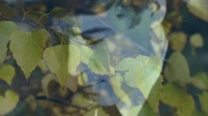 Сергей Есенин - Мы теперь уходим понемногу…