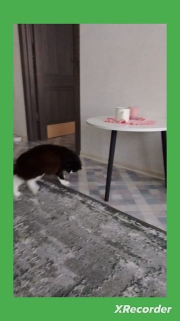 баки и шалости серый