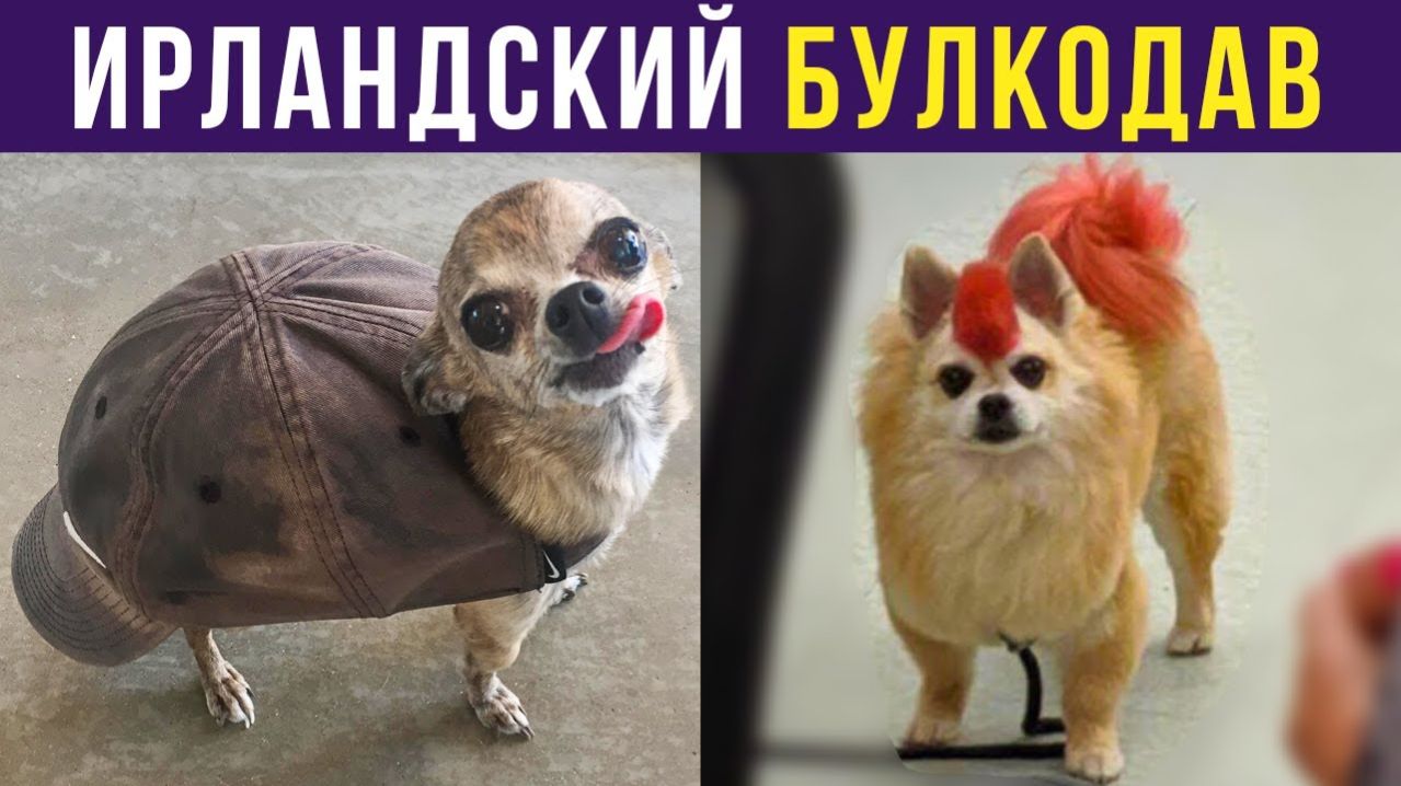 ИРЛАНДСКИЙ БУЛКОДАВ Приколы с собаками