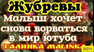 Жубревы Life Vlog _Обзор Влогов _Малыш снова хочет ворваться на просторы ютуба __