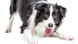 как вам это волчок