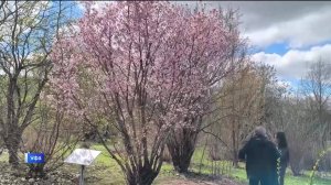 В этом году сакура в Уфе зацвела раньше обычного