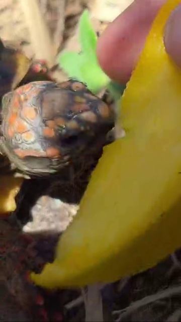 VID_20260423_203243_681.mp4