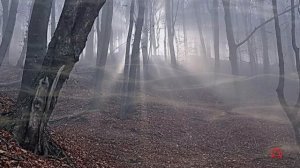 Из аввы Исаии