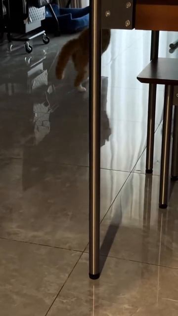 Странная кЫска