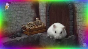 🧠 Эти хомячки могут быть умнее, чем вы думаете! Испытание в лабиринте. 3 часть