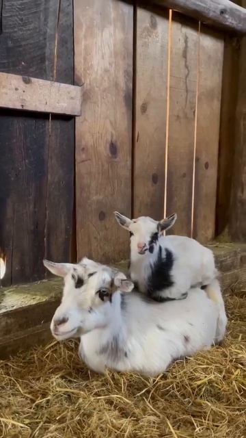 Видео от МЯУтаверс – как метавселенная, но с котами