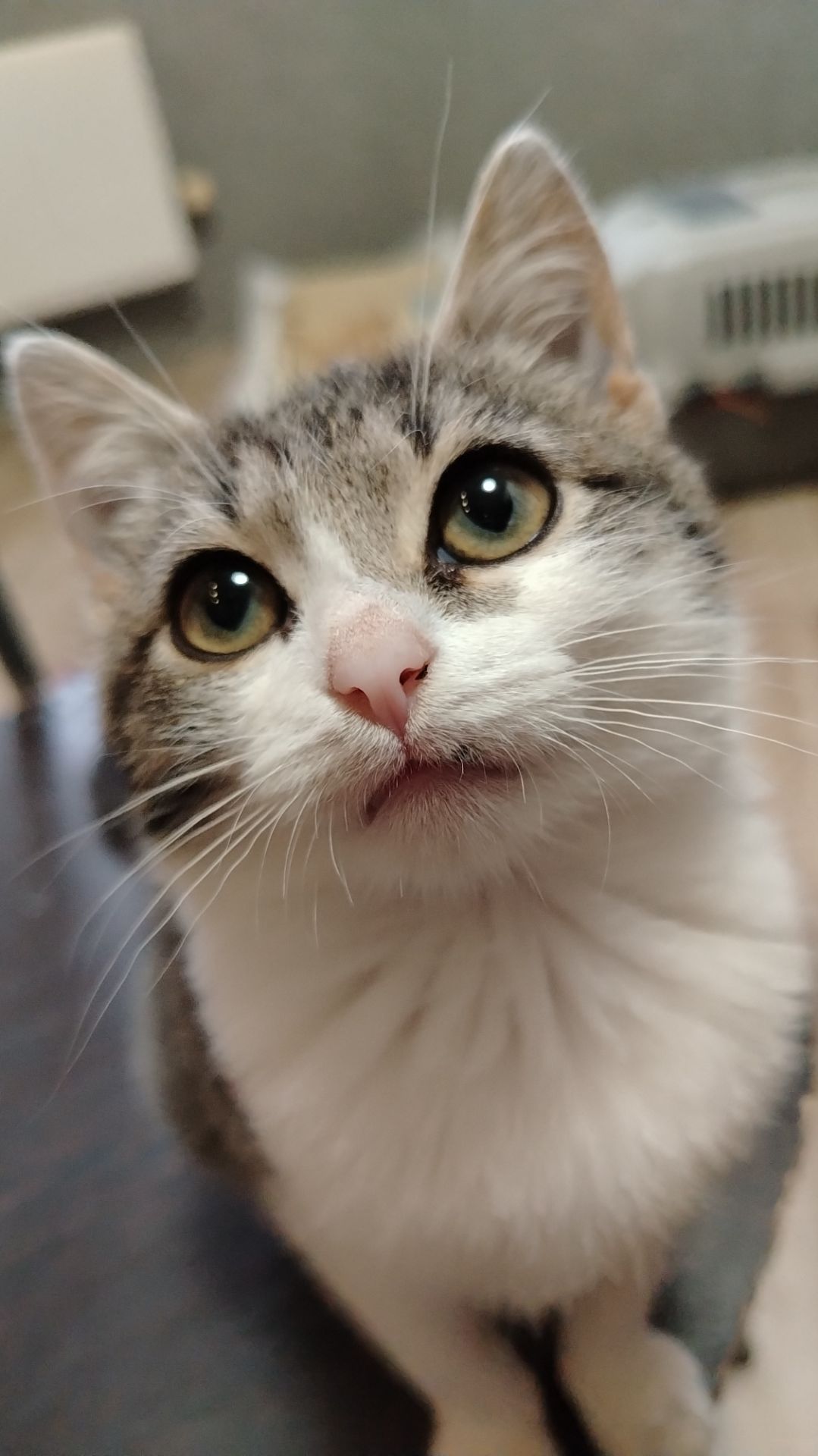 Котик Вольтик.