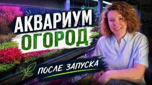 АКВАРИУМ ОГОРОД ПОСЛЕ ЗАПУСКА | Тесты | Удобрения | Стрижка растений