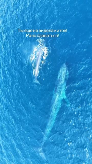 Мы хотим сдаться за шаг до момента,