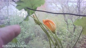 Обзор самого первого нашего кабачка январского посева. Сорт - "Чёрный красавец"