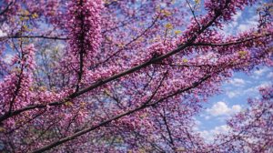 ЦЕРСИС зацвёл возле школы № 5 в Анапе // 22 апреля 2026