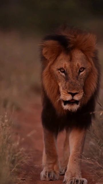 В объектив попался рыжий красавец