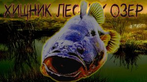 Ловля ротана на озерах. На что, как, когда и зачем ловить ротана.