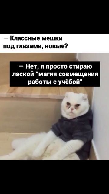 Едем с котом в лифте Приколы с котами