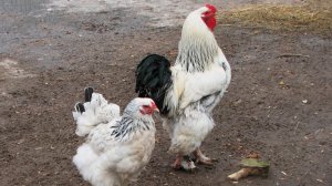 «УХОДЯЩАЯ НАТУРА – ИСЧЕЗАЮЩАЯ ЕВРОПА» ГОЛЛАНДИЯ - 2014: Алкмаар, Утрехт и бельгийский Брюгге»