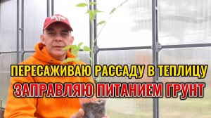 Попробуйте ТАК посадить ТОМАТЫ в теплице: что ДОБАВЛЯЮ в ЛУНКУ, чем ПОЛИВАЮ и опрыскиваю помидоры