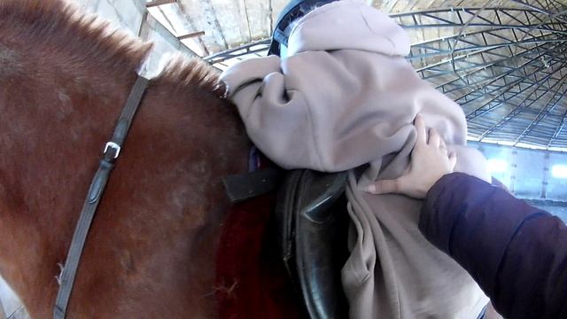 #жизнь_Аликорна 10.04.26 Урок от Лены,как слезать с лошади)