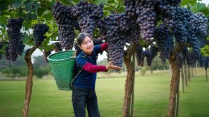 День сбора урожая в гигантском винограднике весом более 1000 кг. Продаем на рынке. — Elli Life