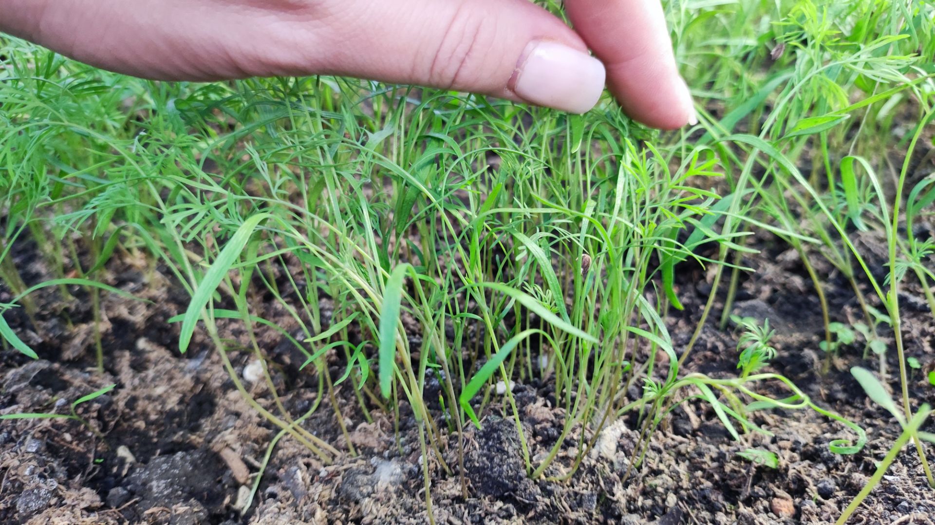 Укроп растет мощно как сорняк! Как посеять укроп, чтобы всходы были быстро и щеткой!