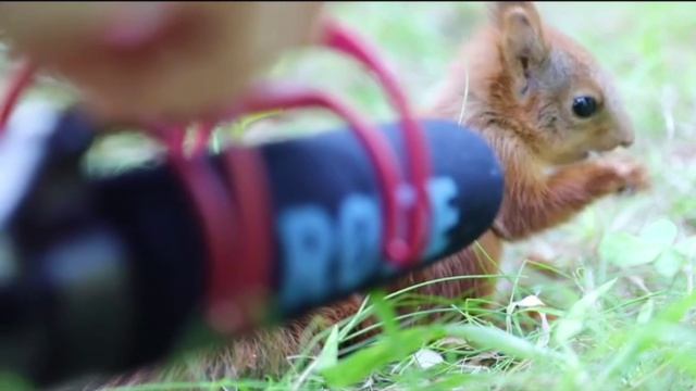 Бельчонок и микрофон