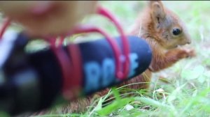 Бельчонок и микрофон